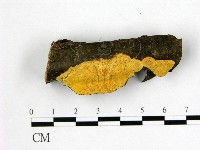 藏品(多年臥孔菌屬)的圖片