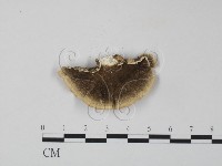 藏品(雲芝)的圖片