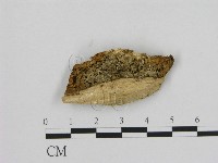 藏品(寡孔菌屬)的圖片