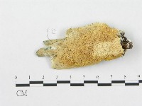 藏品()的圖片