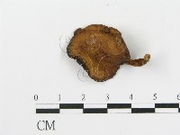 藏品(傘菌屬)的圖片