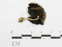 藏品(鬼傘屬)的圖片