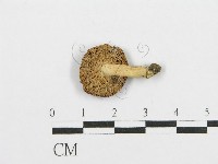 藏品(紅菇屬)的圖片