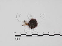 藏品(紅菇屬)的圖片