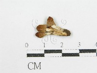 藏品(鬼傘屬)的圖片