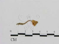 藏品(小皮傘屬)的圖片