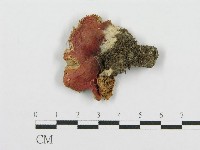 藏品(紅菇屬)的圖片