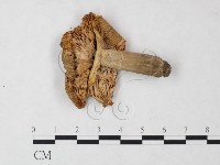 藏品(紅菇屬)的圖片