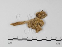 藏品(鵝膏屬)的圖片