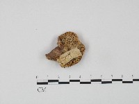 藏品(紅菇屬)的圖片