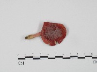 藏品(紅菇屬)的圖片