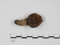 藏品(紅菇屬)的圖片