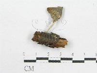 藏品(鬼傘屬)的圖片