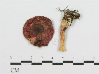 藏品(紅菇屬)的圖片