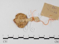 藏品(紅菇屬)的圖片