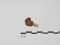 藏品(紅菇屬)的圖片