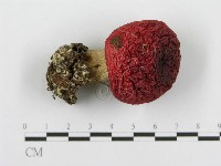 藏品(紅菇屬)的圖片