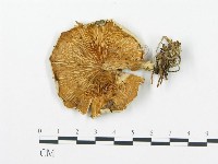 藏品(杯傘屬)的圖片