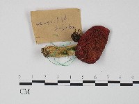 藏品(紅菇屬)的圖片