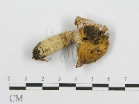 藏品(紅菇屬)的圖片