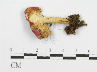 藏品(紅菇屬)的圖片