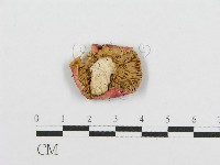 藏品(紅菇屬)的圖片