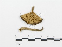 藏品(杯傘屬)的圖片