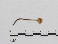 藏品(小皮傘屬)的圖片