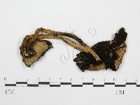 藏品(鬼傘屬)的圖片