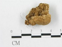 藏品(多孔菌屬)的圖片