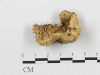 藏品(多孔菌屬)的圖片