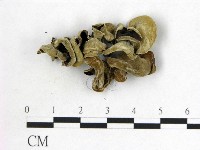 藏品(毛木耳)的圖片