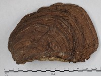 藏品(靈芝屬)的圖片