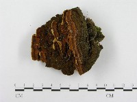 藏品(木層孔菌屬)的圖片