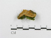 藏品(木層孔菌屬)的圖片