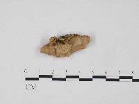 藏品(韌革菌屬)的圖片