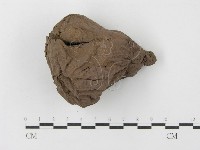 藏品(紫色禿馬勃)的圖片