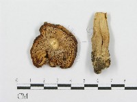 藏品(紅菇屬)的圖片