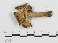 藏品(紅菇屬)的圖片