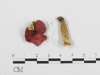 藏品(紅菇屬)的圖片