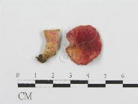 藏品(紅菇屬)的圖片