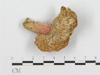 藏品(紅菇屬)的圖片