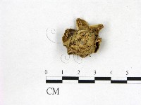 藏品(地星屬)的圖片