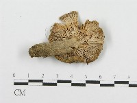 藏品(紅菇屬)的圖片