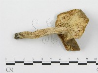 藏品(紅菇屬)的圖片