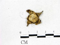 藏品(地星屬)的圖片