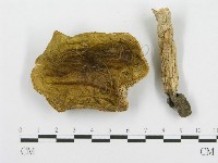 藏品(紅菇屬)的圖片