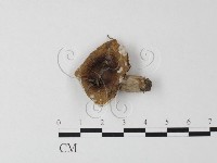 藏品(紅菇屬)的圖片