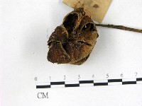 藏品(地星屬)的圖片