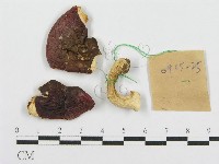 藏品(紅菇屬)的圖片